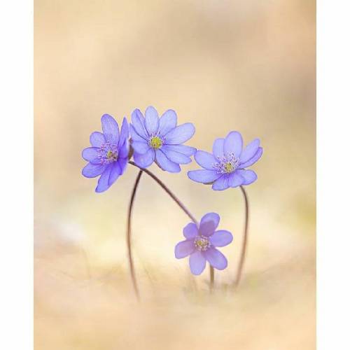 علیها اون شب اون خدا خودش شاهده که چقدر گفتم نرو یادته